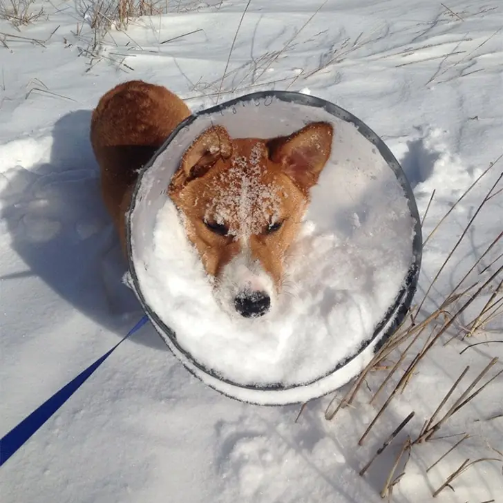 Snowy Corgi Conundrum