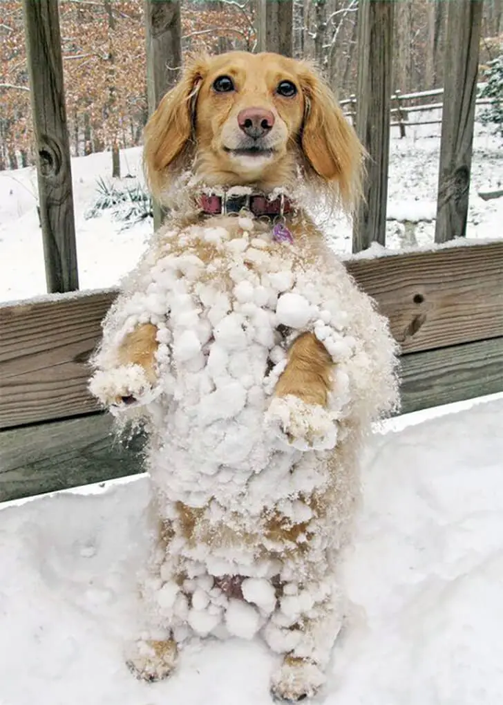 Upright Pooch in a Winter Wonderland