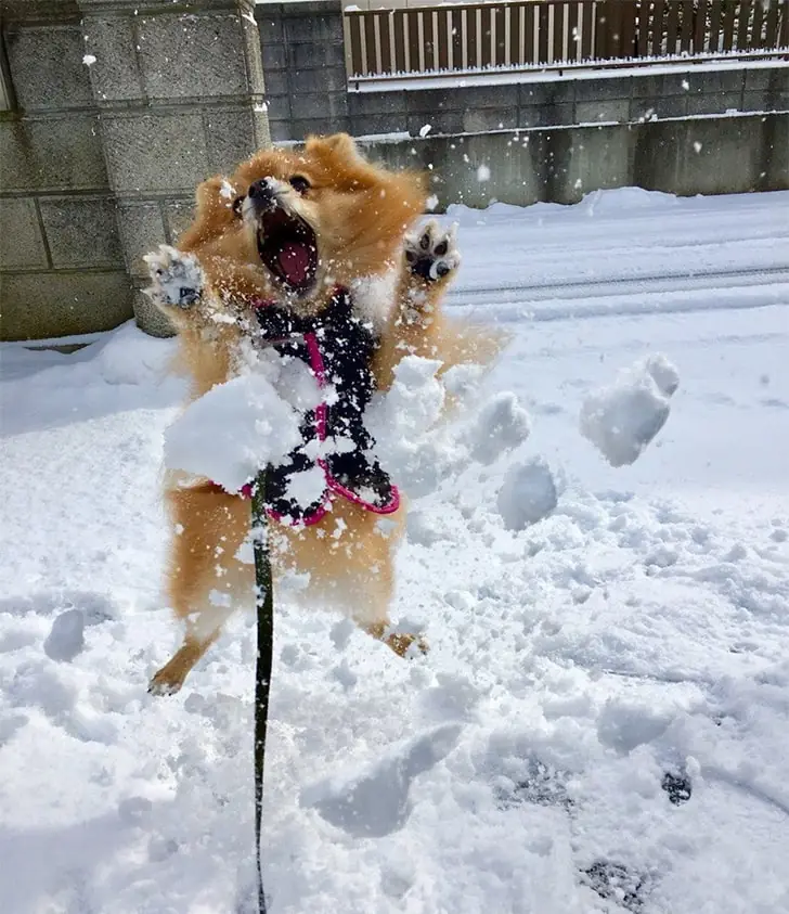 Joyful Snow Play for Leashed Pup
